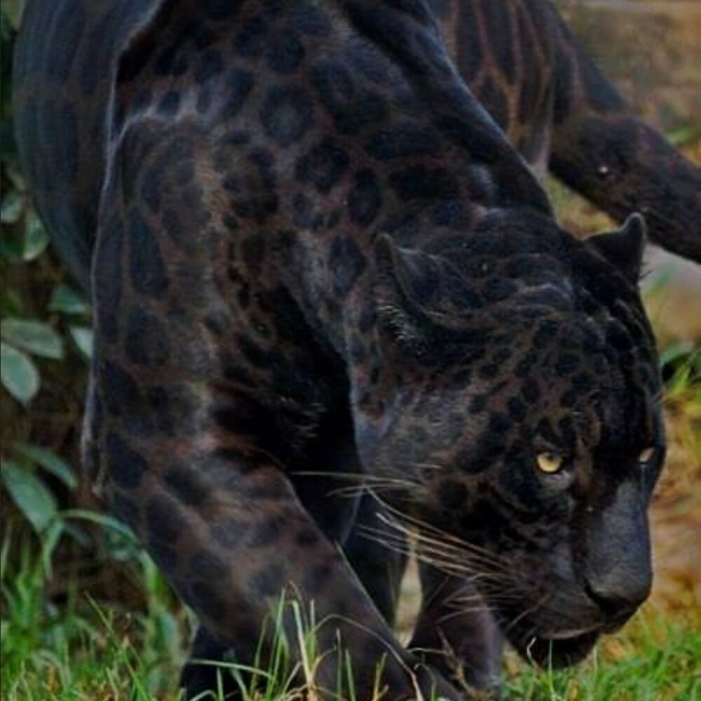 Meet your Posher, Posh